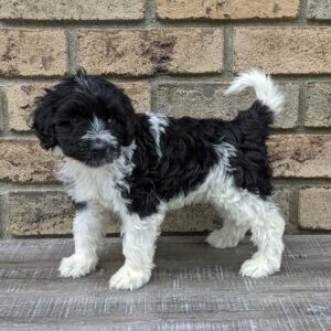 Portuguese water dog puppy, Carlisle Porties Stella