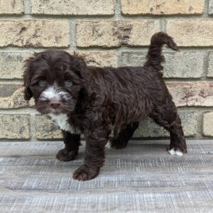 Portuguese water dog puppy, Carlisle Porties Copper