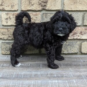 Portuguese water dog puppy, Carlisle Porties Chase