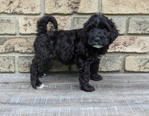 Portuguese water dog puppy, Carlisle Porties Chase