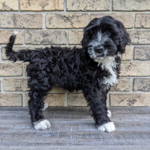 Portuguese water dog puppy, Carlisle Porties Oscar