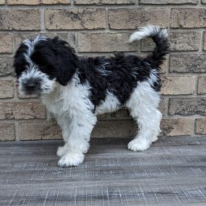 Portuguese water dog puppy, Carlisle Porties Lincoln